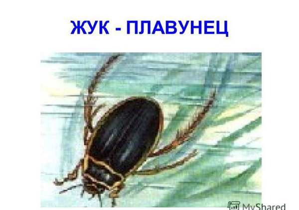 Жук плавунец рисунок карандашом