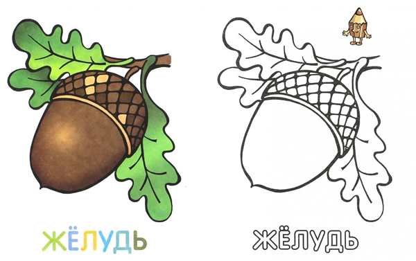 Лист дуба раскраска