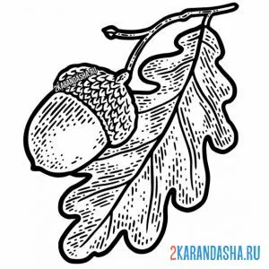 Раскраска Жёлуди и Листья
