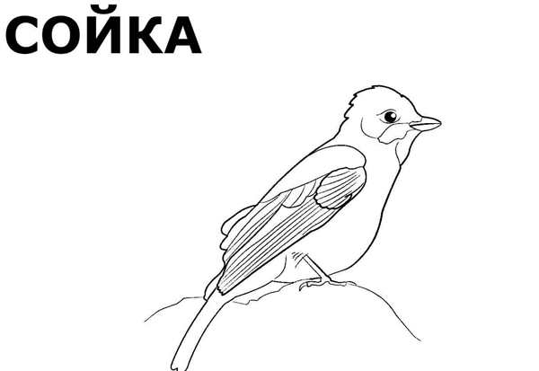 Кормушка для птиц раскраска