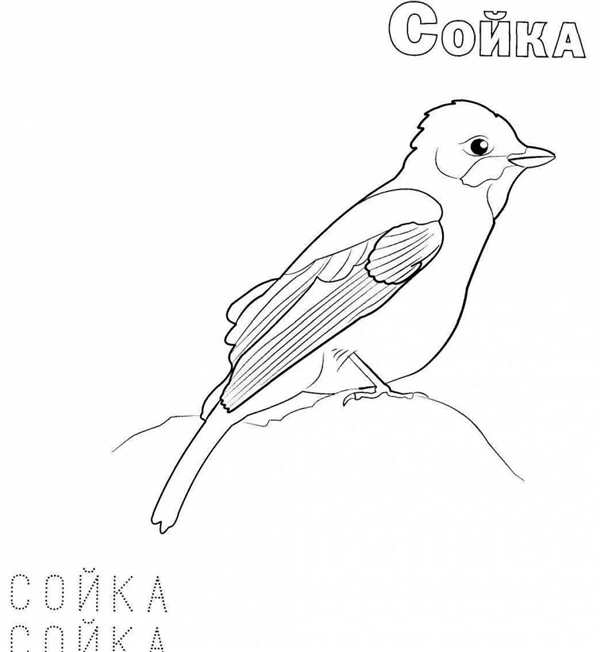 Птичка раскраска для детей