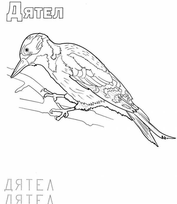 Птичка раскраска для детей