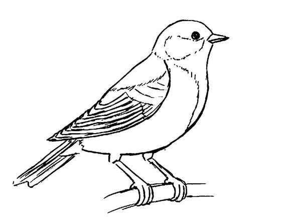Клёст-еловик