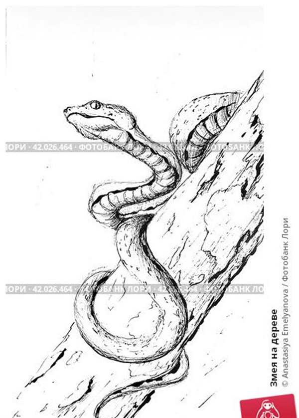 Рисунок змеи для срисовки легкие