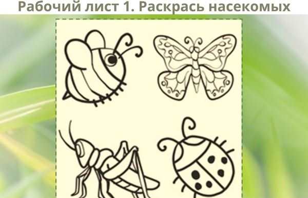 Клоп на белом фоне