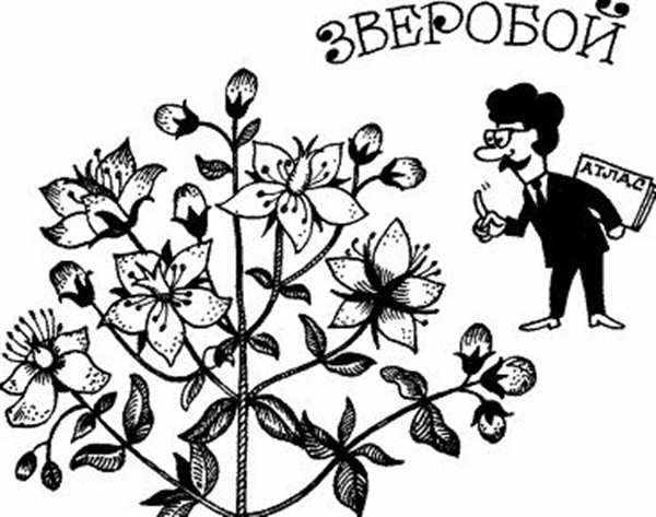 Зверобой рисунок легкий