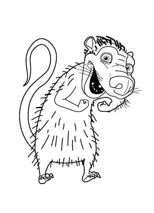 Раскраскаopossum на ветке