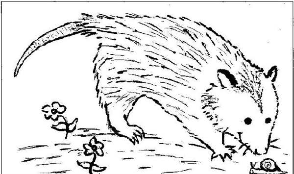 Раскраскаopossum на ветке