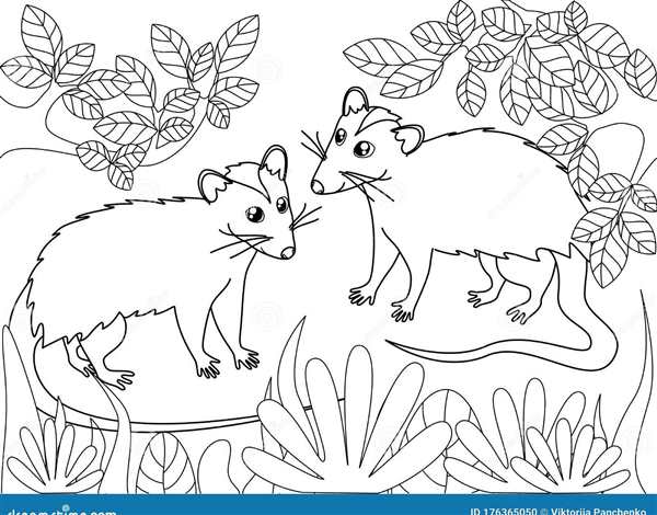 Раскраскаopossum на ветке