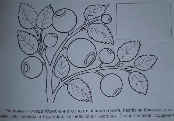 Раскраски Черника Волшебный Спосb РазвитияCreativity Fun