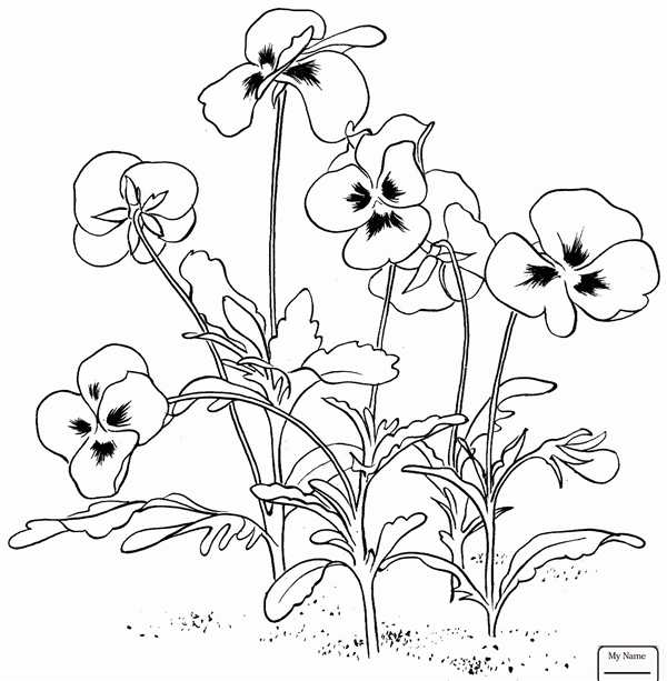 Фиалка узамбарская рис