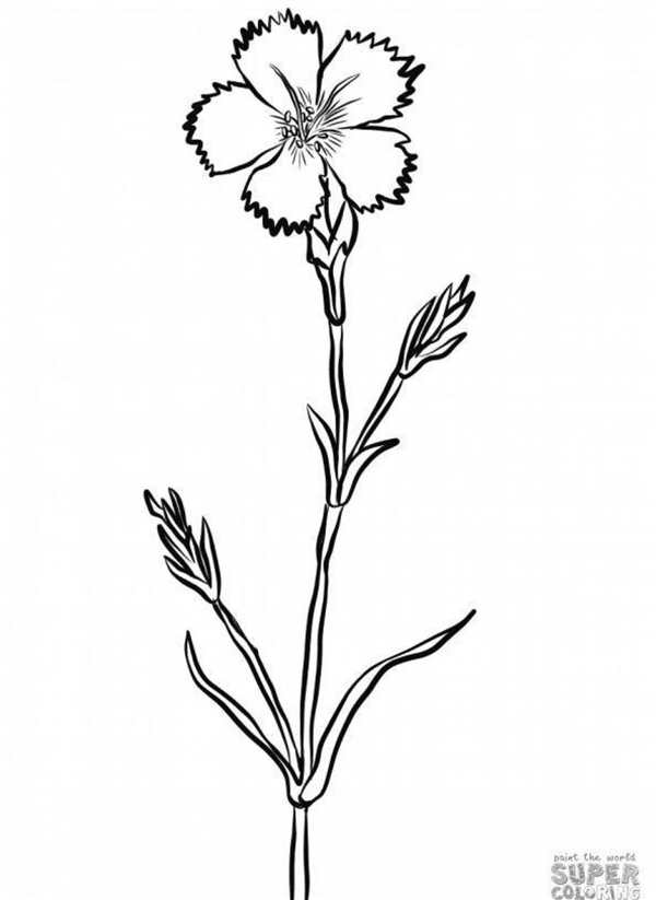 Гвоздики рисунок