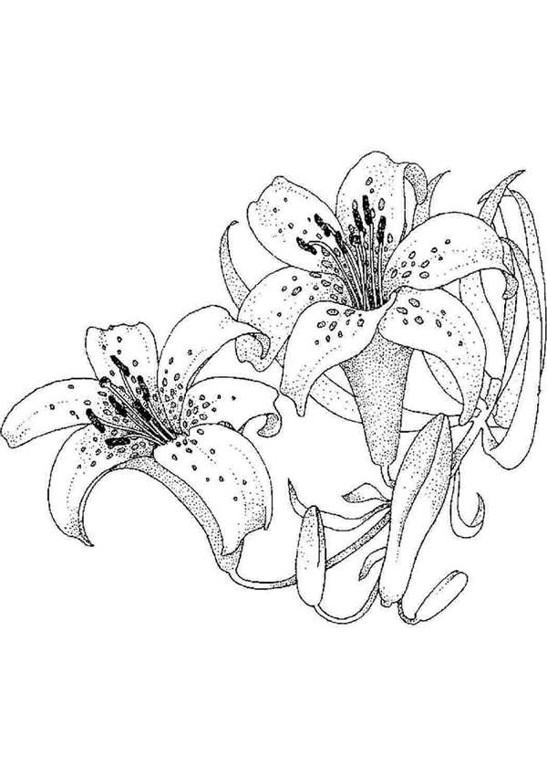 Лилия саранка рисунок