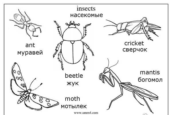 Раскраска насекомые для малышей