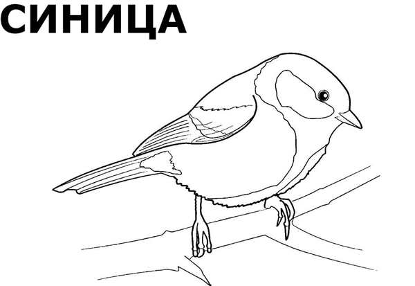 Птичка раскраска для детей