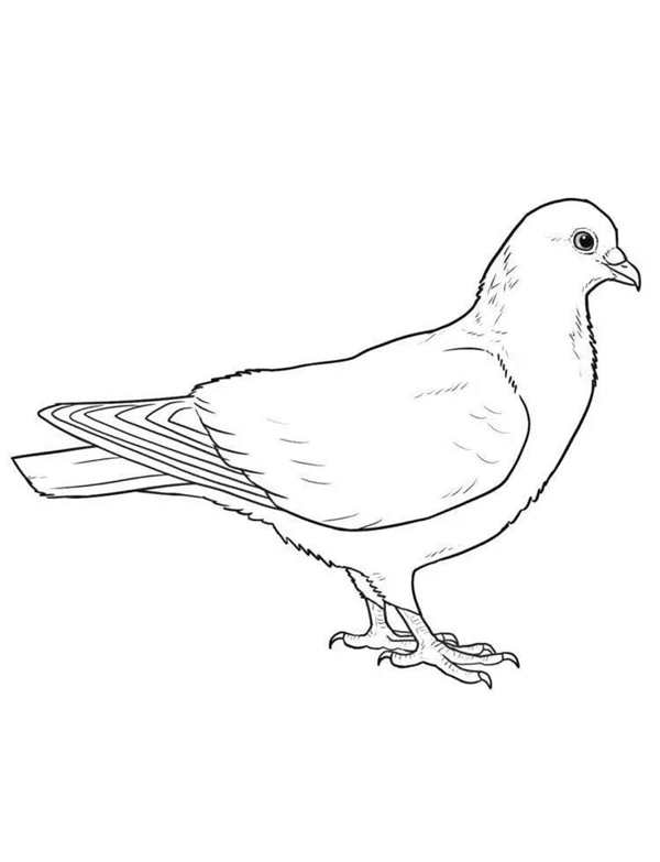 Птицы. Раскраска
