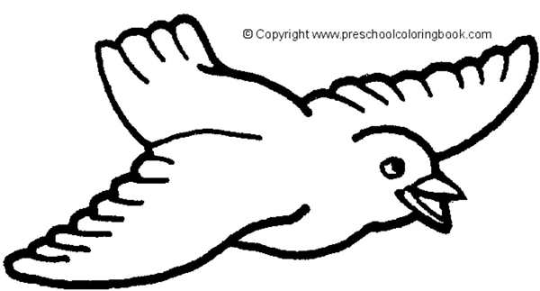 Птицы раскраска для детей