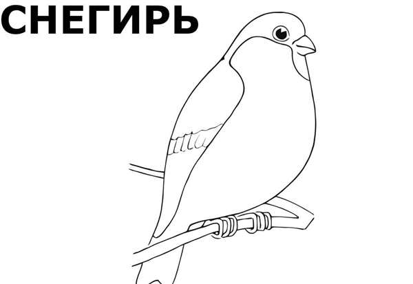 Раскраски птиц весёлое занятие для малышей