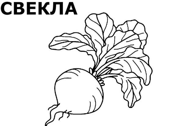Свекла раскраска для детей