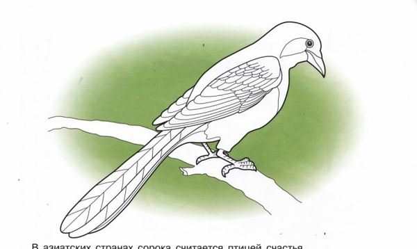 Птицы раскраска для детей