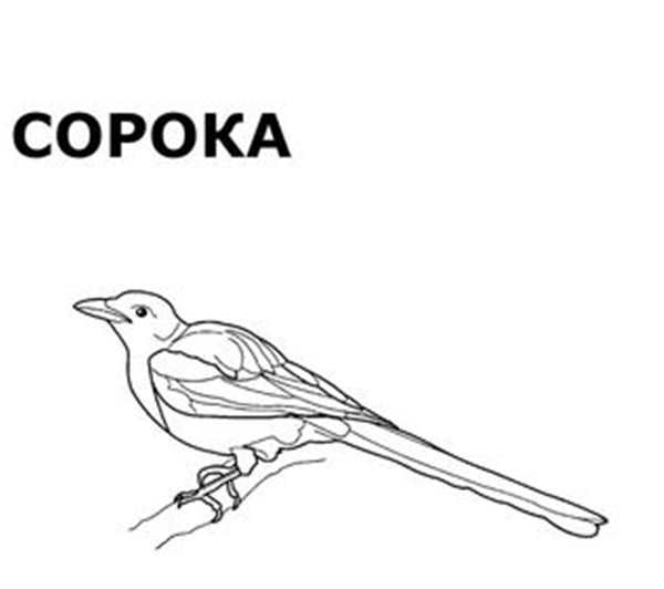 Сорока раскраска