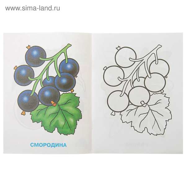 Смородина раскраска для детей