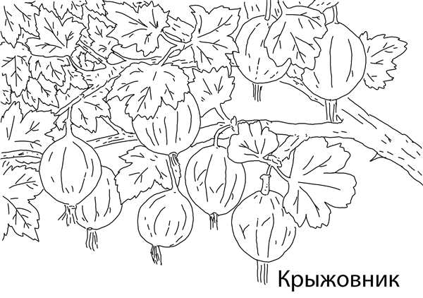 Раскраска ягода брусника