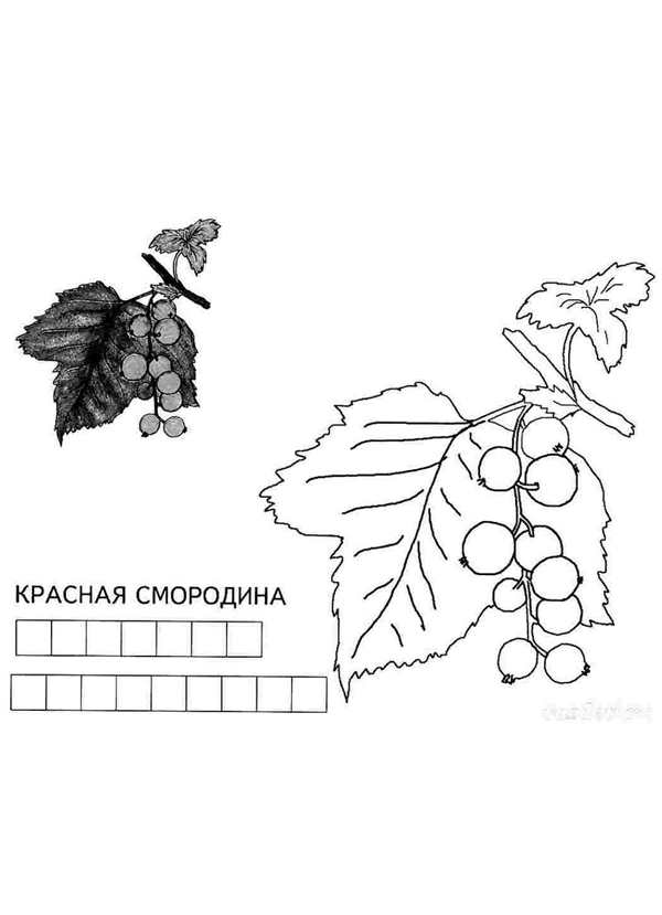 Смородина раскраска