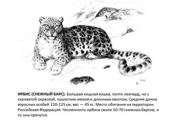 Снежный Барс раскраска для детей