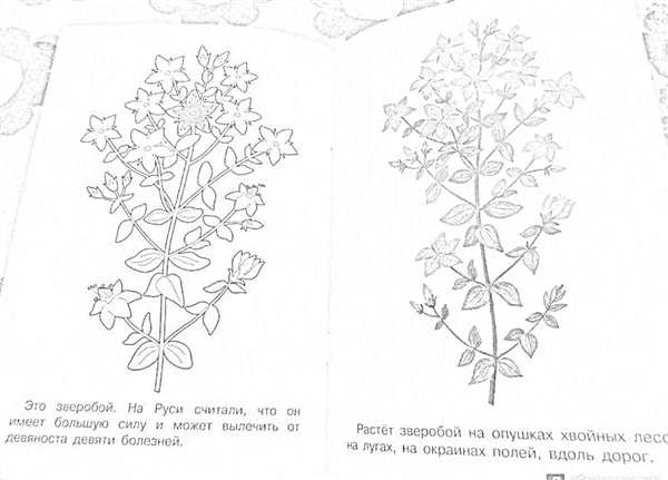 Герои мультика Зверопой