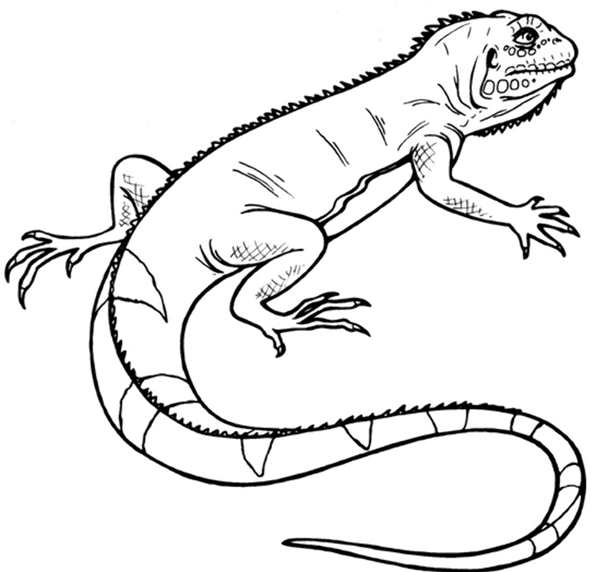 Морская игуана раскраска