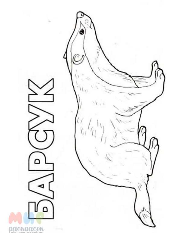 Паустовский барсук