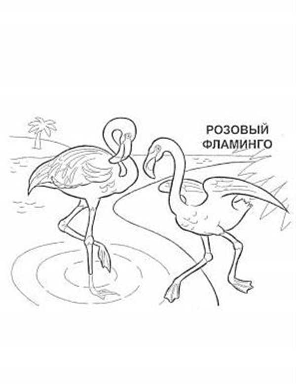 Раскраска Фламинго