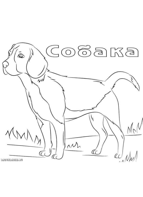 Собака контур сбоку