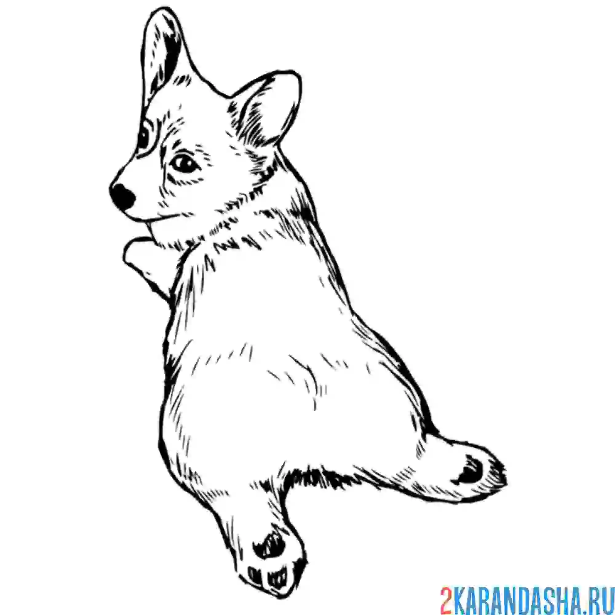 Раскраска Королевский корги