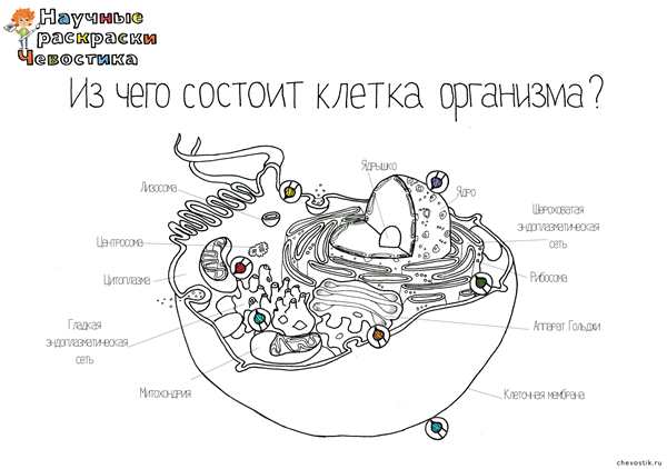 Растительная клетка эукариотическая клетка черно белая