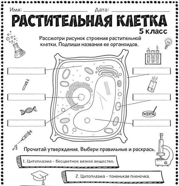 Растительная клетка эукариотическая клетка черно белая