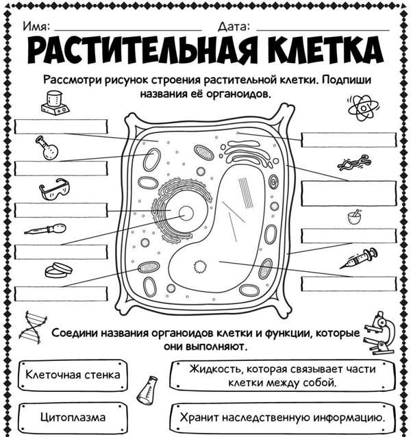 Строение эукариотической клетки черно-белые
