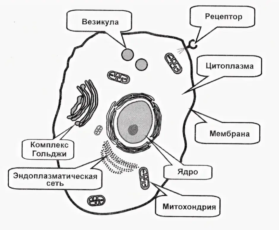 Схема живой и растительной клетки