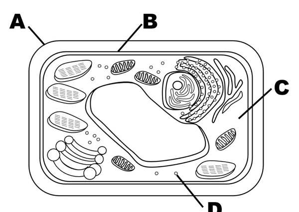Animal Cell Coloring