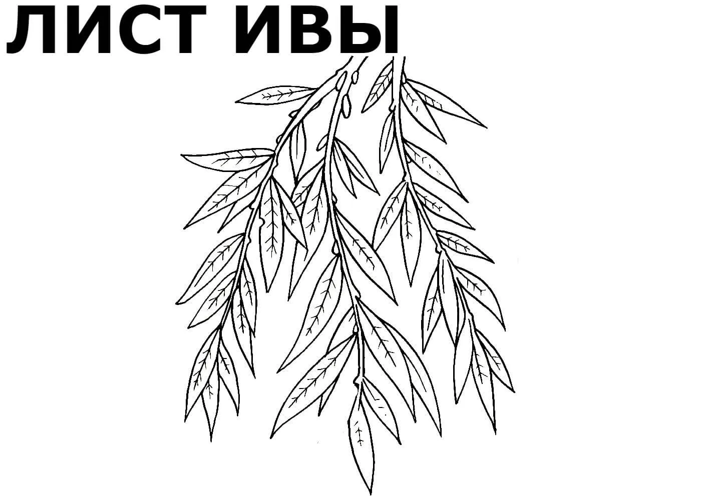 Дерево раскраска для детей