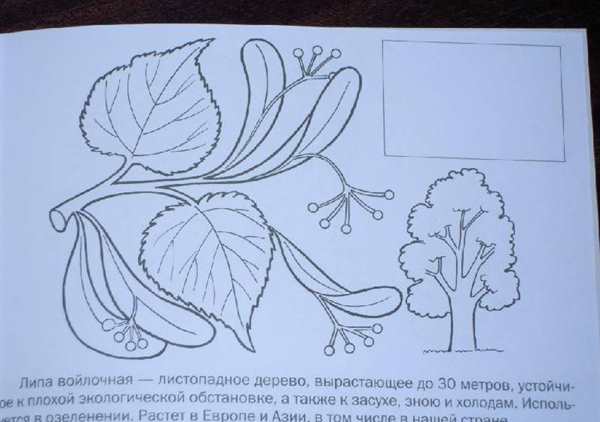 Листья раскраска