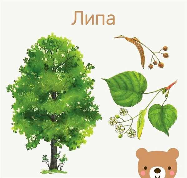 Скачать Раскраску Липа