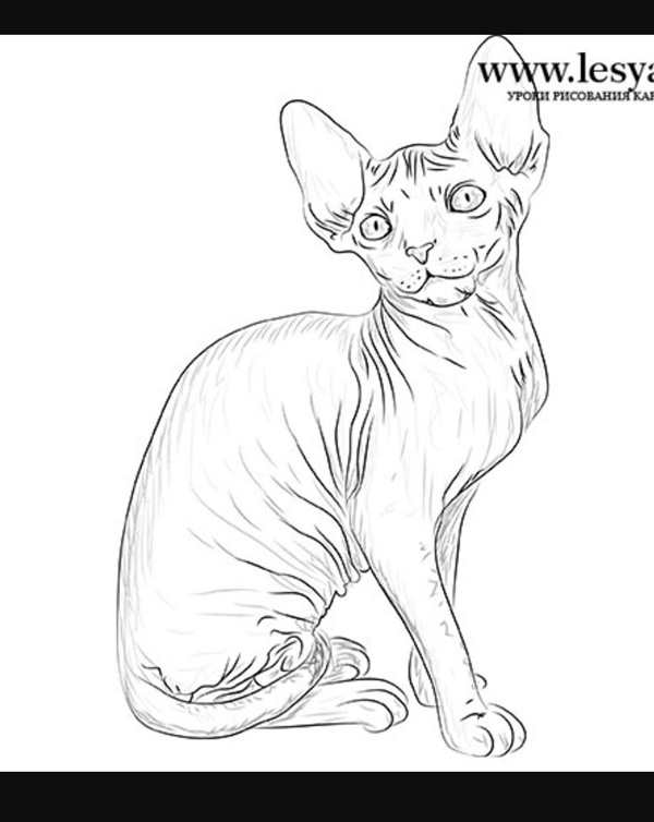 Кошки. Раскраска