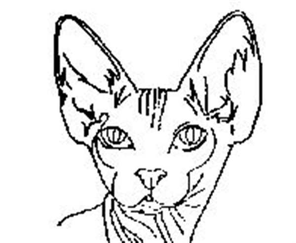 Раскраска сфинкс кошка