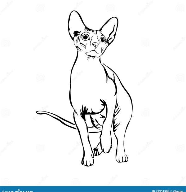 Раскраска кот сфинкс