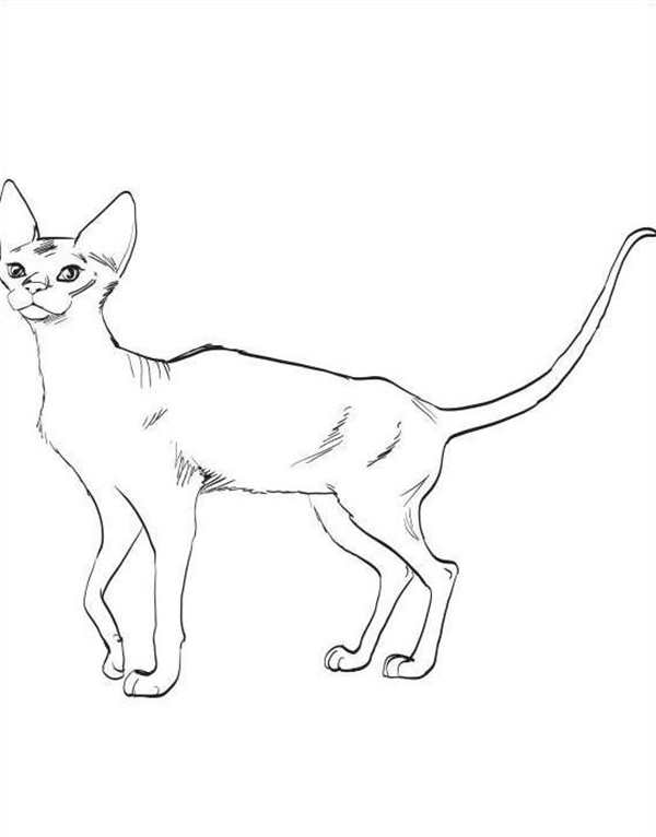Раскраска сфинкс кошка