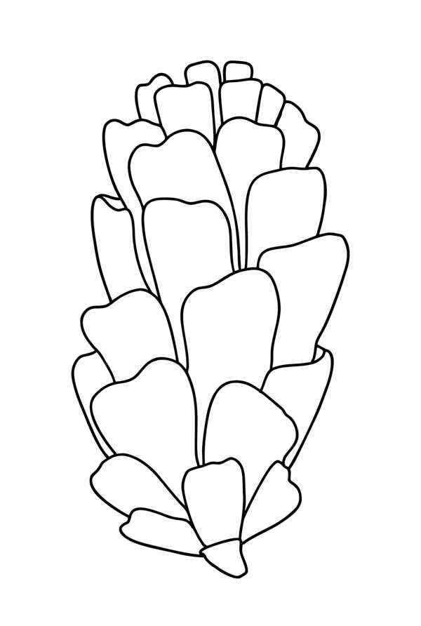 Шишки рисунок