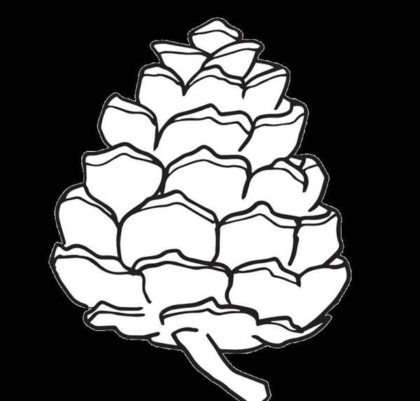 Ветка Еловая
