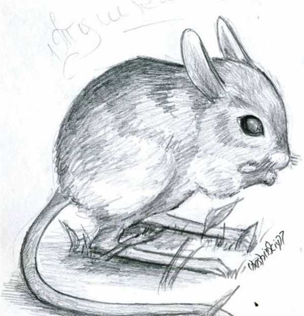 Тушканчик раскраска